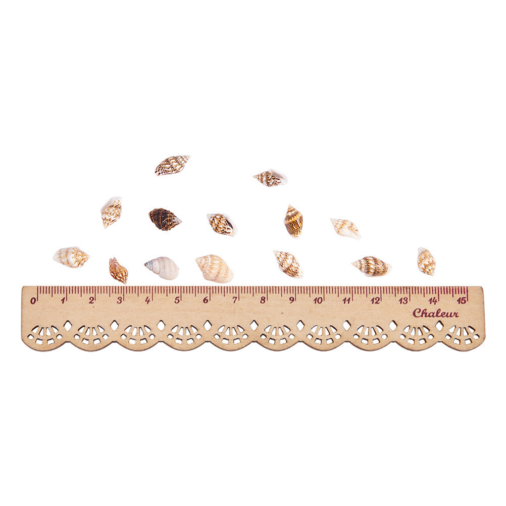 1 Box Sortierte Strandmuscheln – Art Craft Decoration Ideas Bewertung und Preis